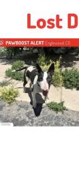 Lost Female Dog last seen Broadway and belleview, Englewood, CO 80110