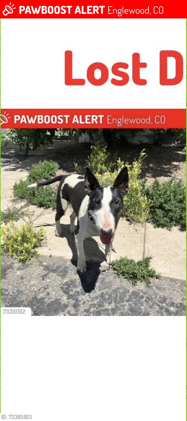 Lost Female Dog last seen Broadway and belleview, Englewood, CO 80110