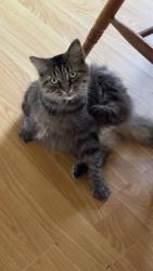 Lost Female Cat last seen Harrison Ave and Florence St., Hammond, IN 46324