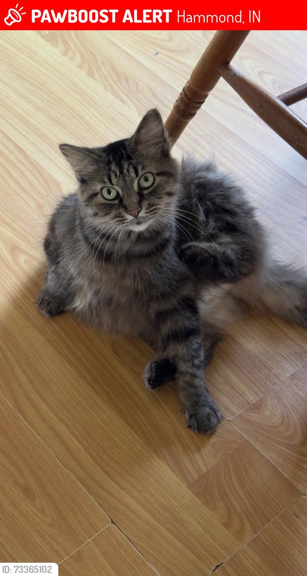 Lost Female Cat last seen Harrison Ave and Florence St., Hammond, IN 46324