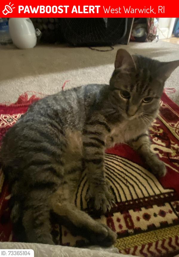 Lost Male Cat last seen Near Main Street, West Warwick, RI 02893