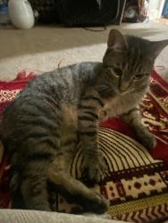 Lost Male Cat last seen Near Main Street, West Warwick, RI 02893