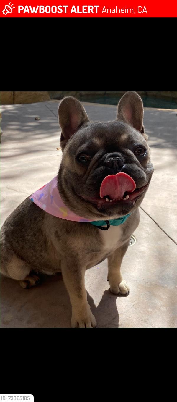 Lost Female Dog last seen East,bermonwy, Anaheim, CA 92805