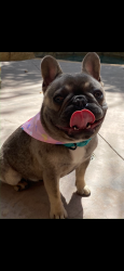 Lost Female Dog last seen East,bermonwy, Anaheim, CA 92805