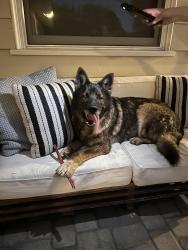 Found/Stray Unknown Dog last seen Rockinghorse rd, Rancho Palos Verdes, CA 90275