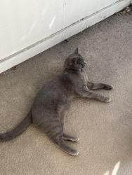 Reunited Male Cat last seen Mullen & Montcalm, San Francisco, CA 94110