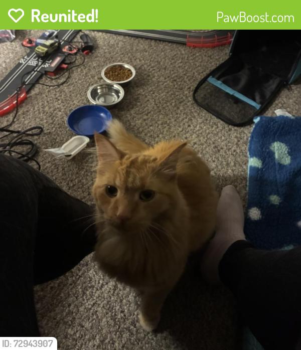 Reunited Male Cat last seen Warwick Loop, Bismarck, ND 58504