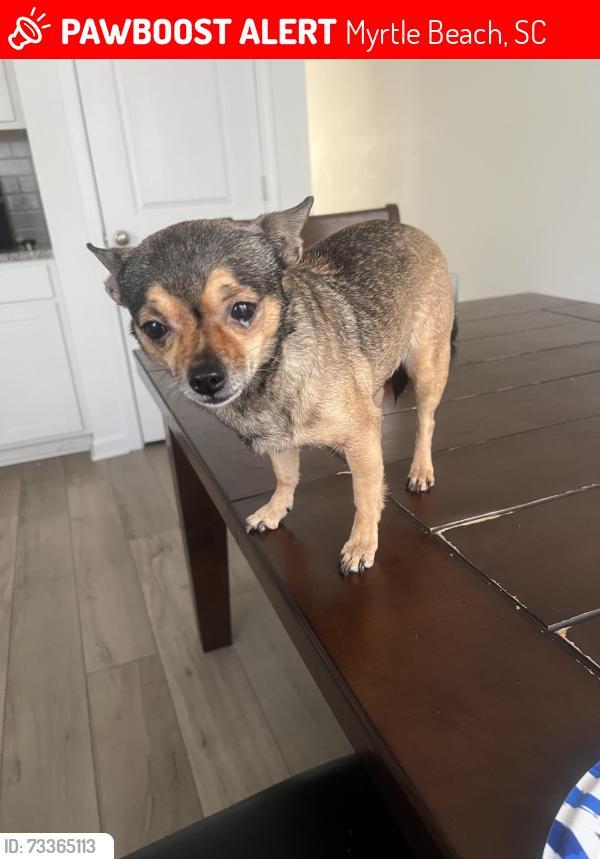 Lost Female Dog last seen exxon gas station with a arbys connected to it and a dollar tree right across the street, Myrtle Beach, SC 29577