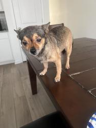 Lost Female Dog last seen exxon gas station with a arbys connected to it and a dollar tree right across the street, Myrtle Beach, SC 29577