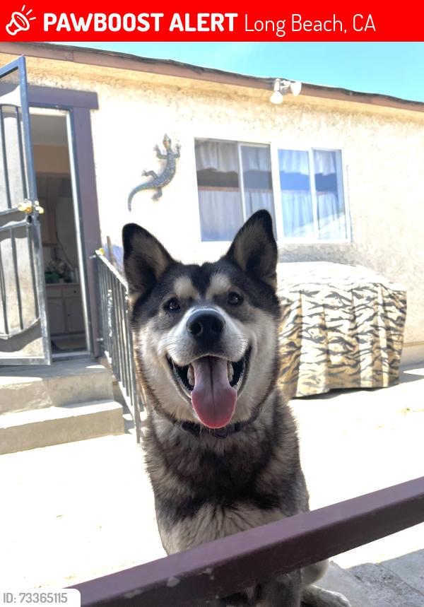 Lost Male Dog last seen easy ave and 21st, Long Beach, CA 90810