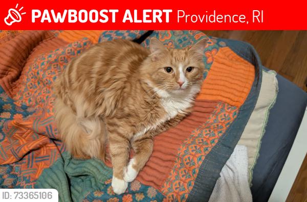 Lost Male Cat last seen Federal and knight street, Providence, RI 02903