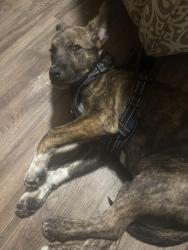 Found/Stray Male Dog last seen Walmart, Rome, GA 30165