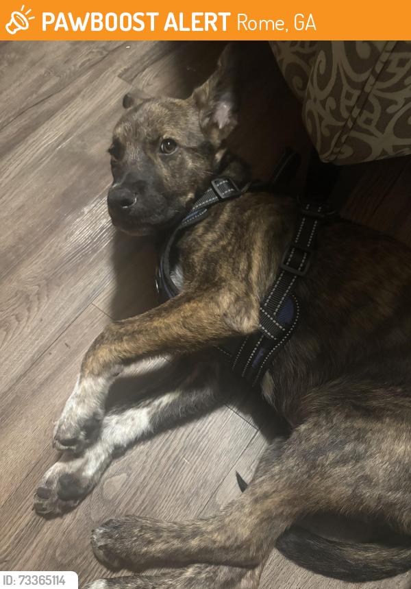 Found/Stray Male Dog last seen Walmart, Rome, GA 30165