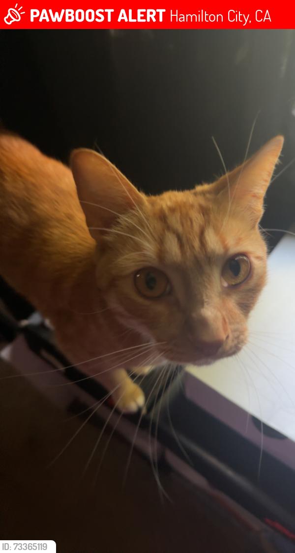 Lost Male Cat last seen Sacramento Ave and E First St, Hamilton City, CA 95951