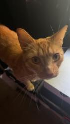 Lost Male Cat last seen Sacramento Ave and E First St, Hamilton City, CA 95951