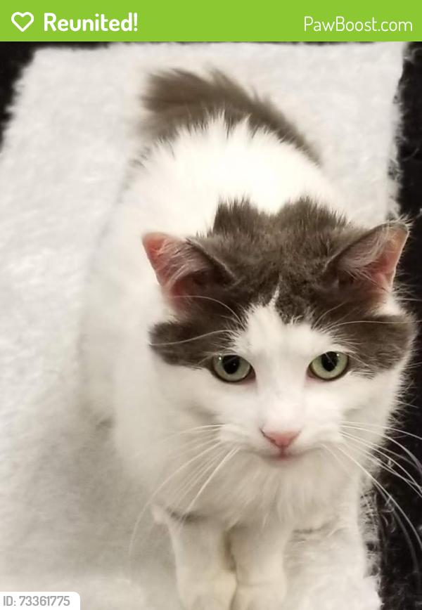 Reunited Female Cat last seen Cavell Drive and Lewis, Mississauga, ON 