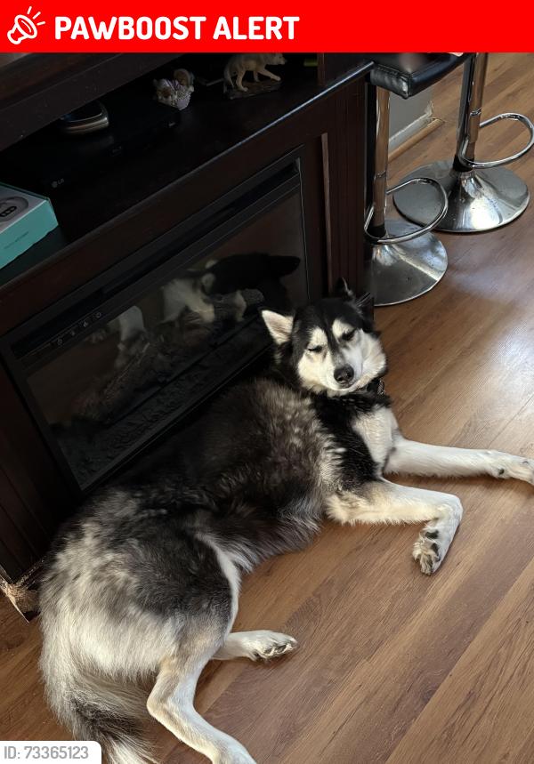 Lost Male Dog last seen Lotus Rollins rd, Round Lake Beach, IL 60073