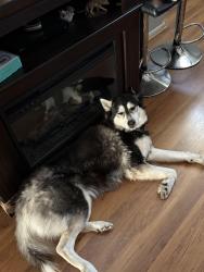 Lost Male Dog last seen Lotus Rollins rd, Round Lake Beach, IL 60073