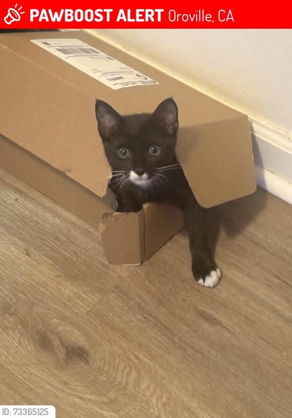 Lost Male Cat last seen Oroville hosp, Oroville, CA 95966