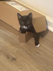 Lost Male Cat last seen Oroville hosp, Oroville, CA 95966