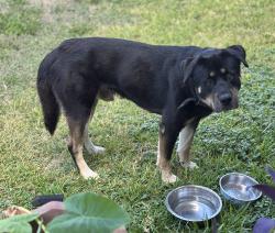 Found/Stray Male Dog last seen West Ave/ Arroya vista/ Elba Drive, San Antonio, TX 78213