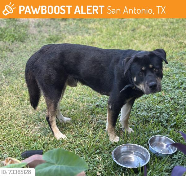 Found/Stray Male Dog last seen West Ave/ Arroya vista/ Elba Drive, San Antonio, TX 78213