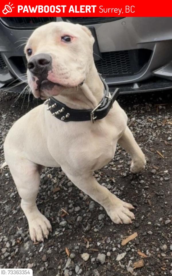Lost Male Dog last seen Near st and 40 avenue, Surrey, BC 