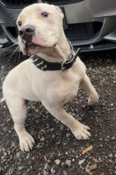 Lost Male Dog last seen Near st and 40 avenue, Surrey, BC 