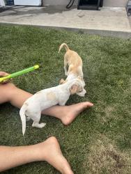 Found/Stray Male Dog last seen Near Clayton es apt 23, Cambrian Park, CA 95124