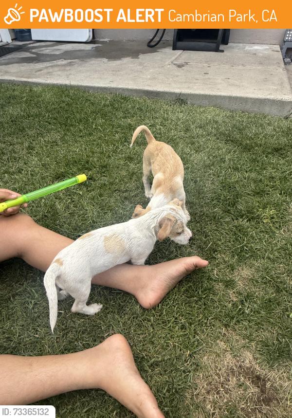 Found/Stray Male Dog last seen Near Clayton es apt 23, Cambrian Park, CA 95124