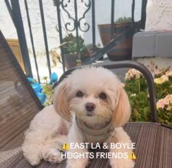 Lost Female Dog last seen Folsom st and Mott st, Los Angeles, CA 90033