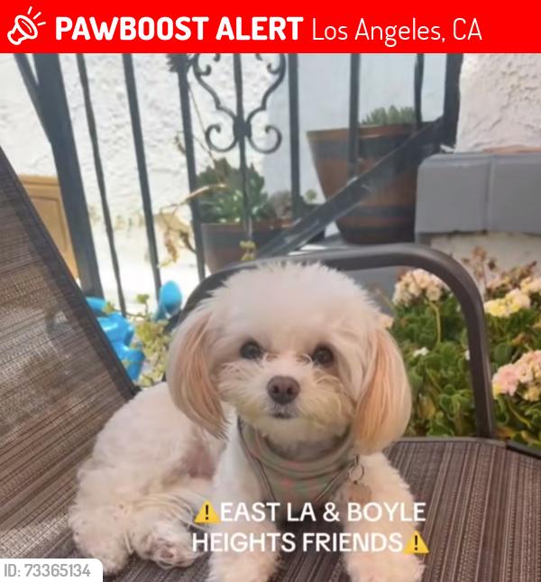 Lost Female Dog last seen Folsom st and Mott st, Los Angeles, CA 90033