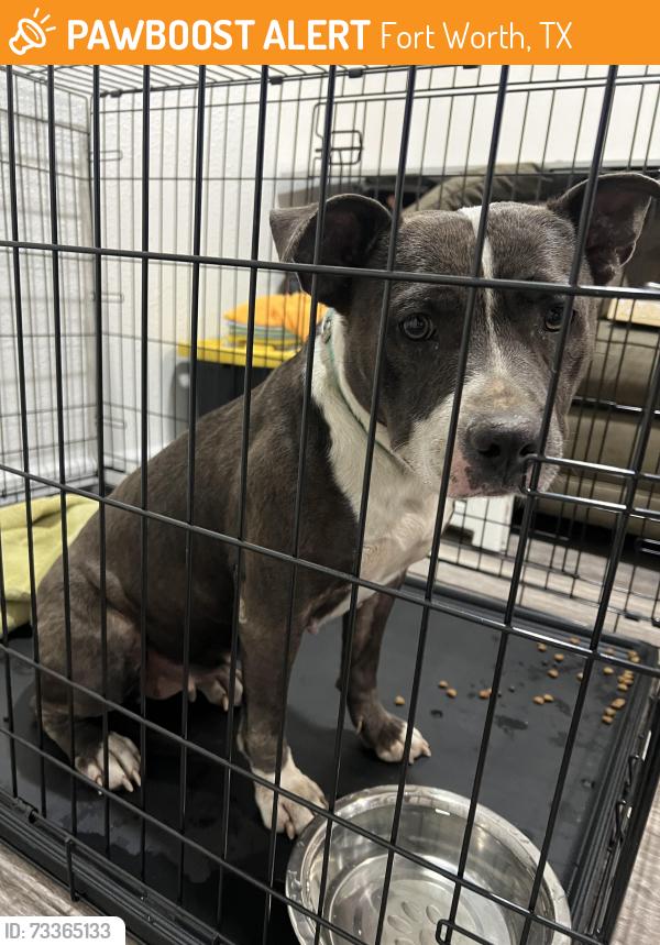 Found/Stray Female Dog last seen Exit 7b westbound 30 fort worth, tx, Fort Worth, TX 76107