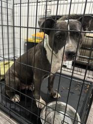 Found/Stray Female Dog last seen Exit 7b westbound 30 fort worth, tx, Fort Worth, TX 76107