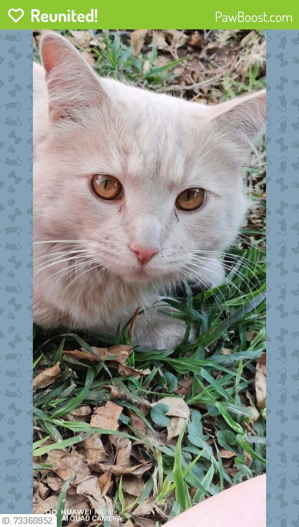 Reunited Male Cat last seen Piketberg Street, Secunda, MP 2302