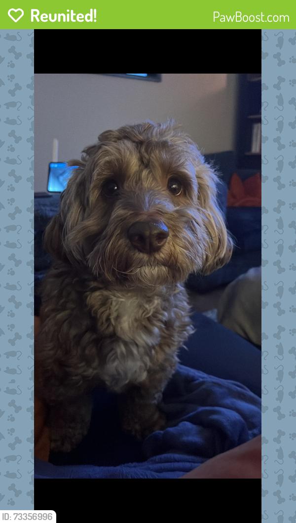Reunited Male Dog last seen Hopwood park, Greater Manchester, England OL10 2LX