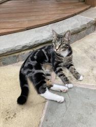 Lost Male Cat last seen Station Rd and Styal Rd intersection, Styal, England 