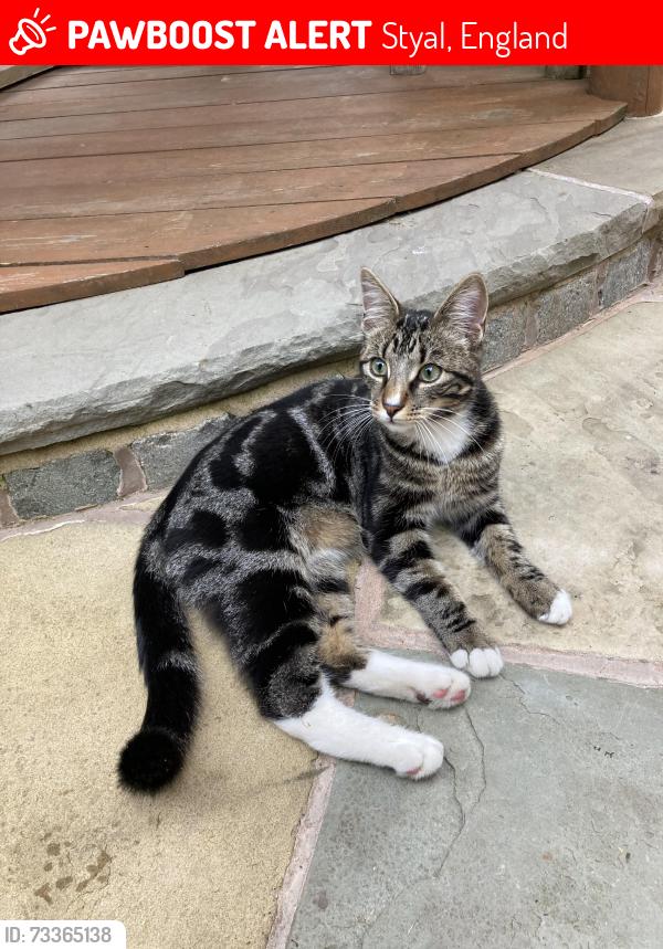 Lost Male Cat last seen Station Rd and Styal Rd intersection, Styal, England 