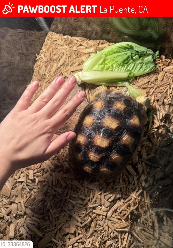 Lost Unknown Reptile last seen Amar Road and Del Valle Ave, La Puente, CA 91744