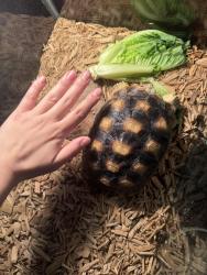 Lost Unknown Reptile last seen Amar Road and Del Valle Ave, La Puente, CA 91744