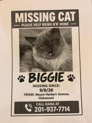 Lost Male Cat last seen Mount Herbert Ave., San Diego, CA 92117
