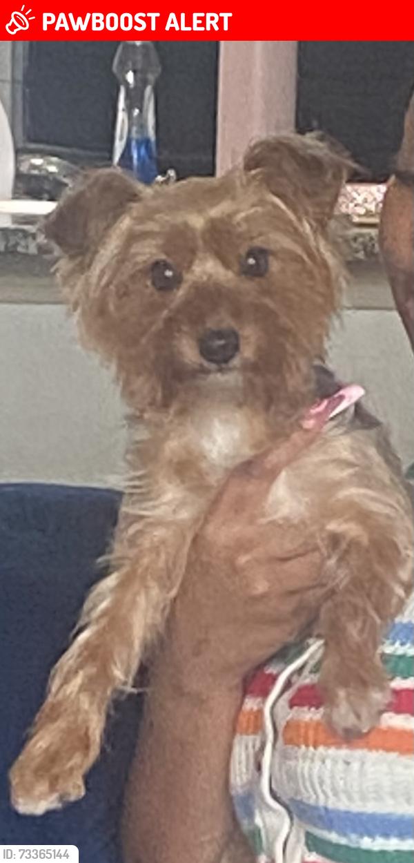 Lost Female Dog last seen Jay thrush, Fort Bend County, TX 77407