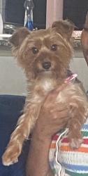Lost Female Dog last seen Jay thrush, Fort Bend County, TX 77407