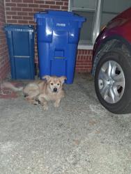 Found/Stray Unknown Dog last seen McRae Dr Fayetteville, Fayetteville, NC 28305