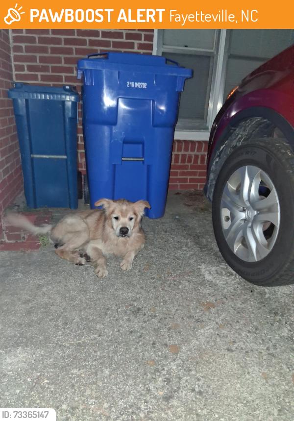 Found/Stray Unknown Dog last seen McRae Dr Fayetteville, Fayetteville, NC 28305