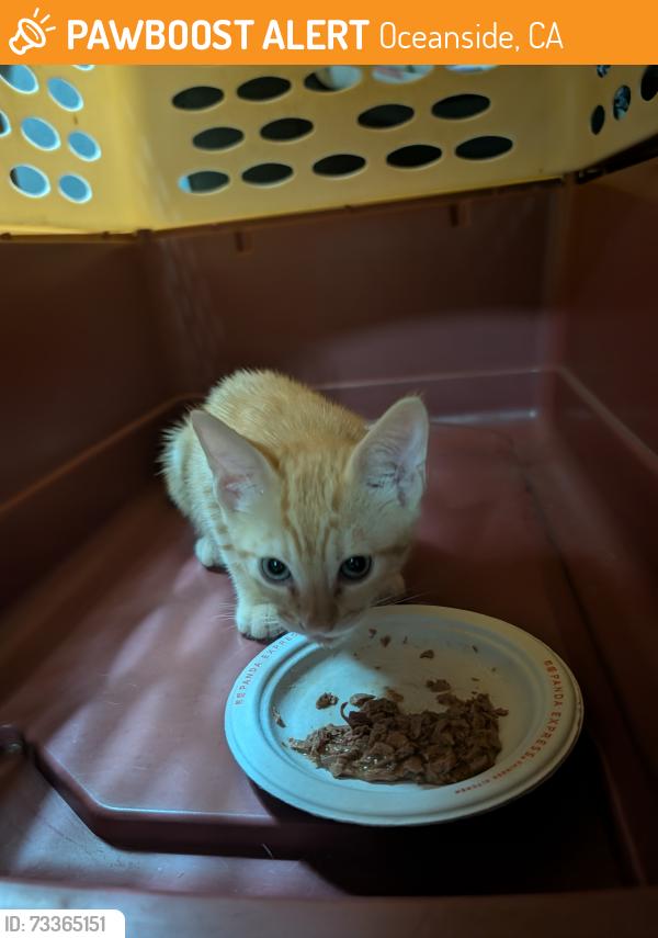 Found/Stray Male Cat last seen Mesa Oceanside, Oceanside, CA 92057