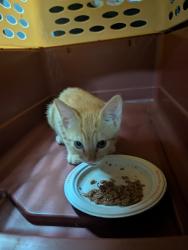 Found/Stray Male Cat last seen Mesa Oceanside, Oceanside, CA 92057