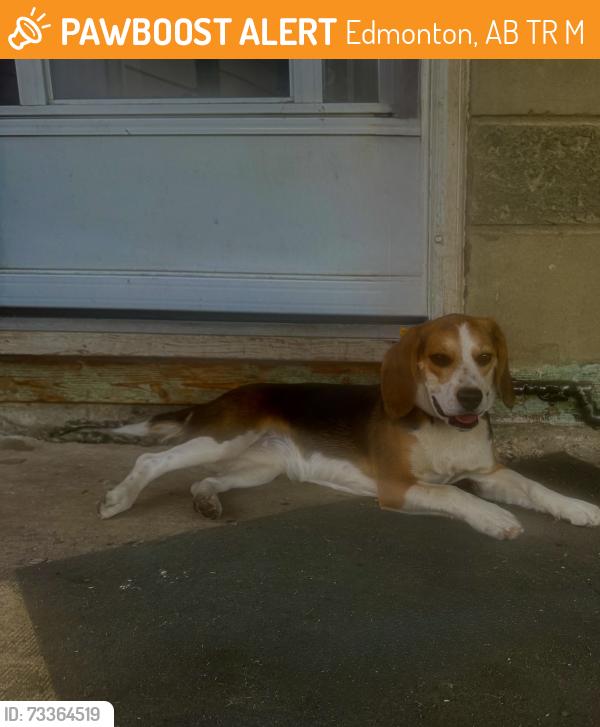 Found/Stray Unknown Dog last seen 95ave 152 st, Edmonton, AB T5R 1M2