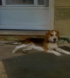 Found/Stray Unknown Dog last seen 95ave 152 st, Edmonton, AB T5R 1M2