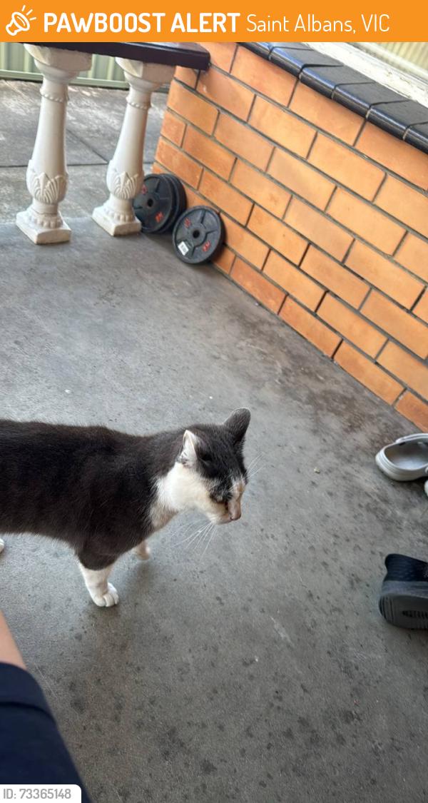 Found/Stray Unknown Cat last seen Ginifer Station, Saint Albans, VIC 3021